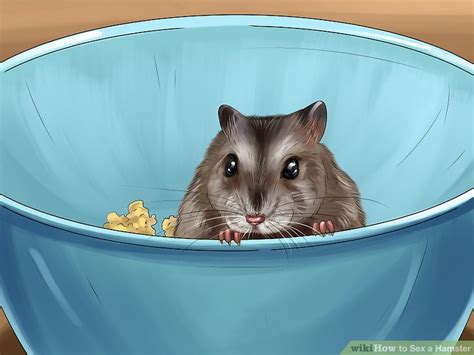 3 Ways to Sex a Hamster